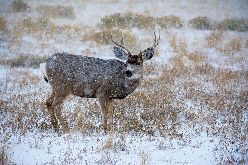 Mule Deer Bucks graze in snowstorm-Wyoming